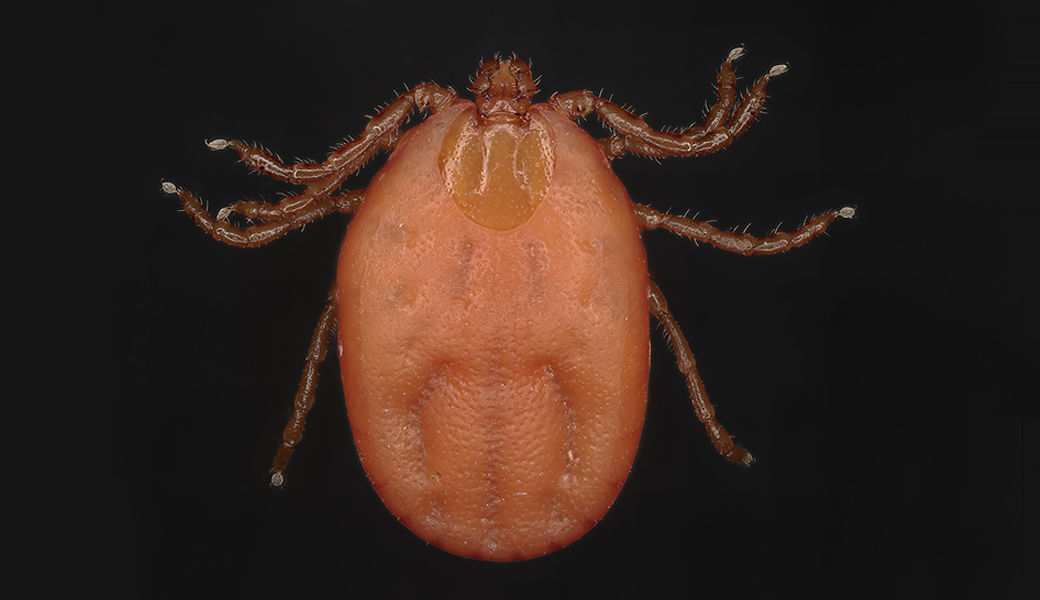 Featured Tellus Content: Bringing Genetics To Bear On Ticks and Flies