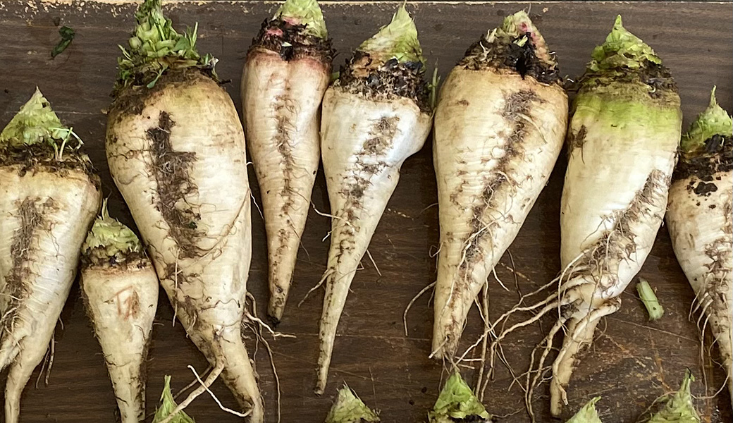 Tellus Feature:  ARS Develops New Disease-Resistance Traits for Sugarbeets