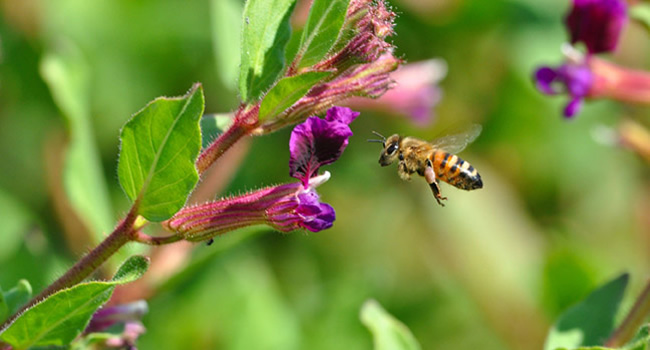 Invasive Species And Pollinator Health : USDA ARS