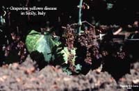 Symptoms of grapevine yellows disease in grapevine
