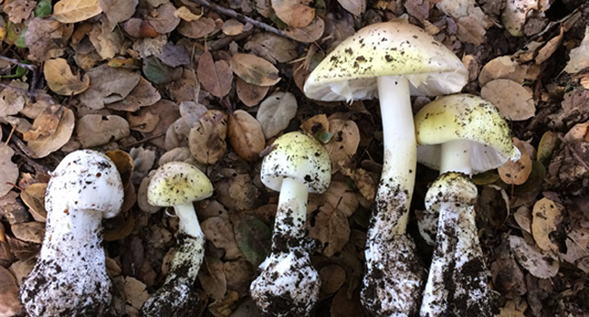 wild mushrooms. Photo: Candace Bever, formerly FTDP