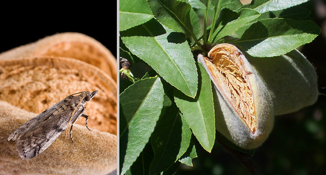 (L) adult navel orangeworm moth on almond; (R) almond hull split