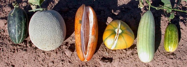 a variety of fruits