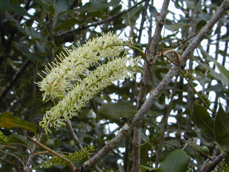 Macadamia tetraphylla flower