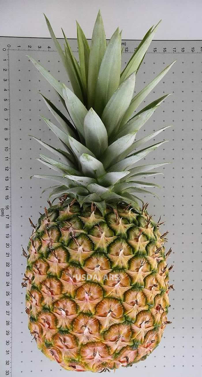 Ananas comosus var. comosus fruit and crown