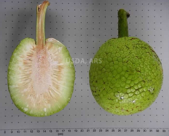 Breadfruit half fruit and whole