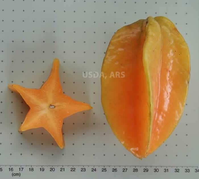 Starfruit cross-section and whole fruit