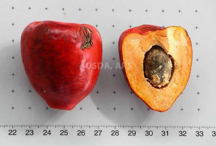Peach palm whole fruit and half fruit showing seed