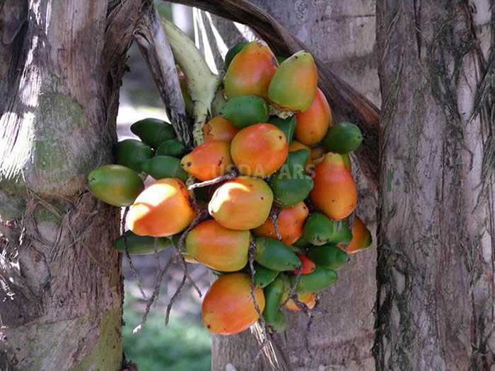 Fruit bunch on tree