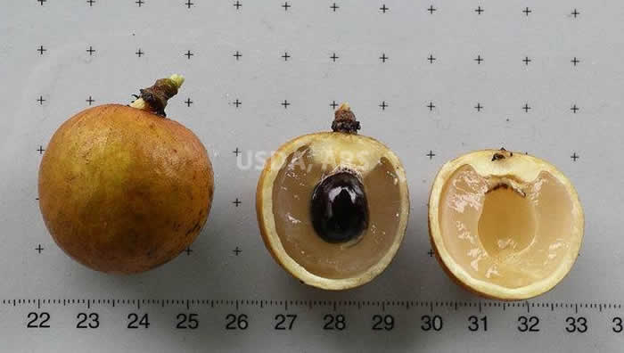 Whole fruit, half fruit showing seed and half fruit without seed