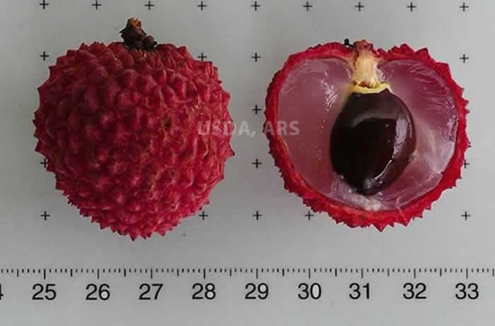 Litchi whole fruit and half fruit showing seed