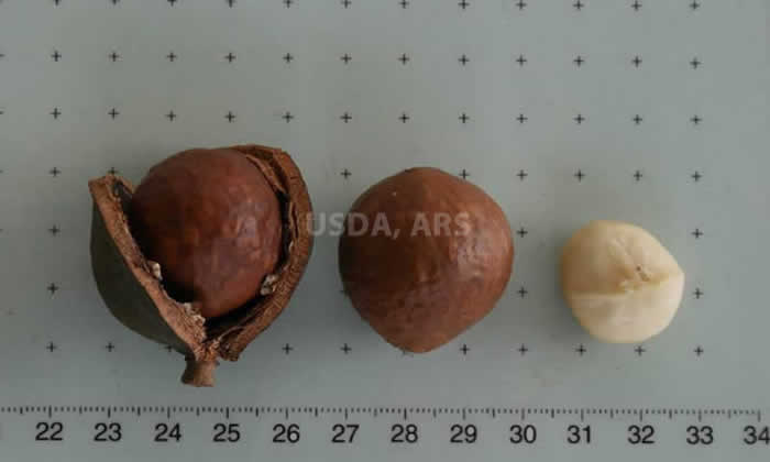 Macadamia in husk, shell and nut