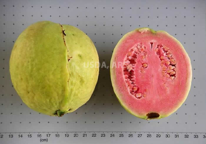 Whole fruit and half fruit