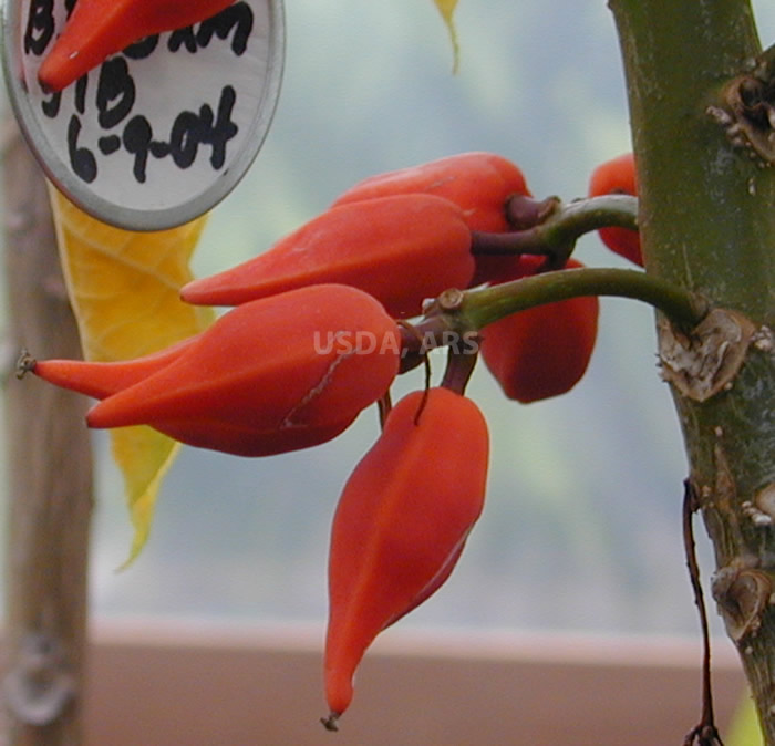Vasconcellea parviflora fruit on tree