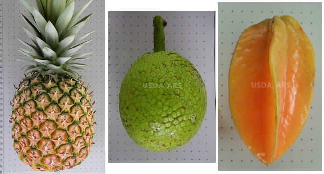 Whole pineapple, breadfruit and starfruit