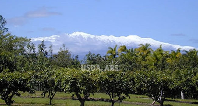Mauna Kea as seen from our field