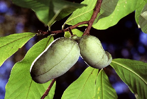 pawpaw fruit