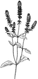 drawing of mint stem