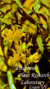 Closeup of rayless goldenrod showing the leaves and flowers.