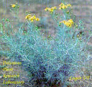 Threadleaf groundsel (Senecio longilobus); also called wooly groundsel