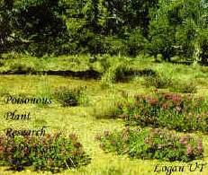 Locoweed is found on foothills and semiarid regions. It grows in tufts or clumps, 4 - 24 inches high.
