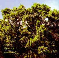 Gambel oak or scrub oak