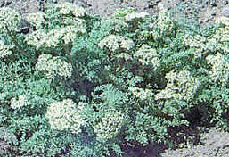 Spring parsley is a member of the carrot family and grows 4 to 6 inches tall.