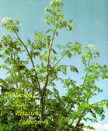 Poison-hemlock grows along fence lines, in irrigation ditches, and in other moist waste places.