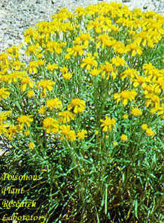 Rubberweed (or pingue) may reach a height of about a foot. It is a member of the sunflower family.