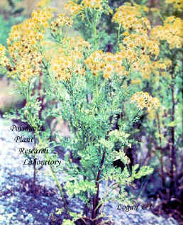 Mature tansy ragwort may grow 4 to 5 feet tall. It has a strong weedy odor and produces a great number os seeds.