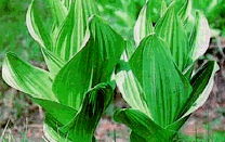 Veratrum, or false hellebore, is a robust perennial of the lily family.