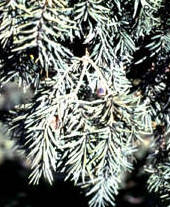 Japanese yew (Taxus cuspidata)