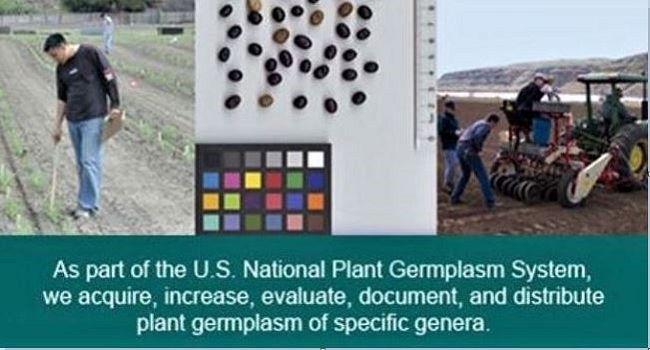 Images from the Cool-Season Food Legumes collection