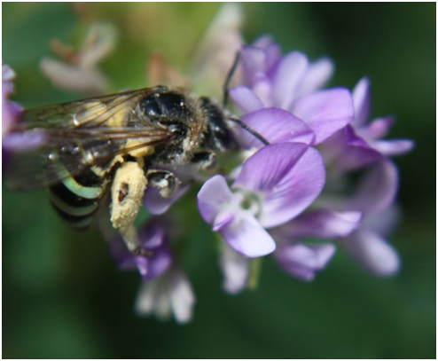 Image of bee pollination