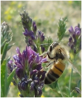 Image of bee pollinatiion