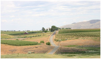 Image of fields around Yakima