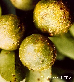 citrus fruit covered in citrus canker lesions E.C. USDA
