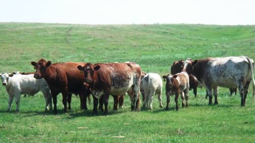 Shorthorn cows in Nebraska.