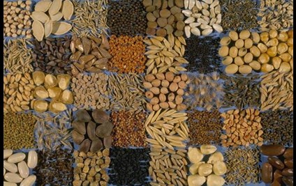 Variety of seeds.