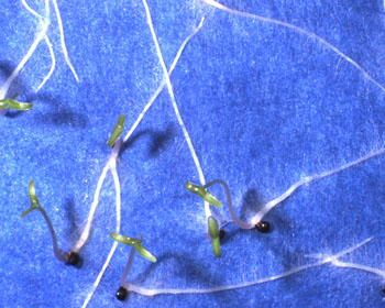 Amaranthus seedlings on blotter paper