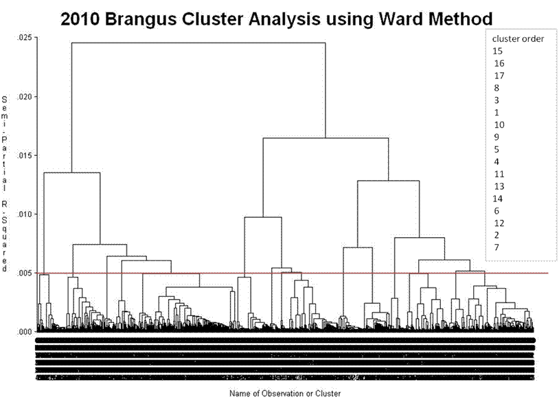 Brangus cluster analysis