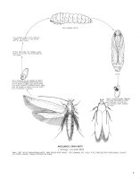 life cycle of Angoumois grain moth (Sitotroga cerealella)