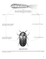 life cycle of black carpet beetle (Attagenus unicolor=Attagenus piceus)