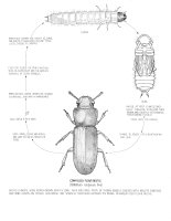 life cycle confused flour beetle (Tribolium confusum)