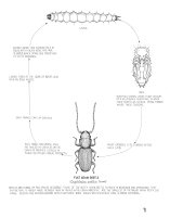 life cycle of flat grain beetle (Cryptolestes pusillus)