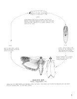 life cycle of Indianmeal moth (Plodia interpunctella)