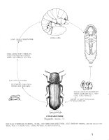 life cycle of lesser grain borer (Rhyzopertha dominica)