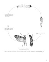 life cycle of Mediterranean flour moth (Ephestia kuehniella=Anagasta kuehniella)