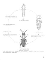 life cycle of sawtoothed grain beetle (Oryzaephilus surinamensis)