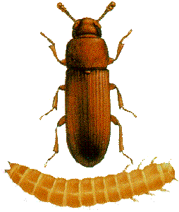Red Flour Beetle, Tribolium castaneum